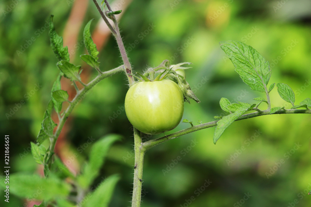 Agriculture concept. Green tomato grows in a garden outdoor Agriculture concept. Green tomato grows in a garden outdoor