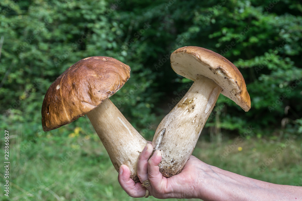 Steinpilze in der Hand Steinpilze in der Hand