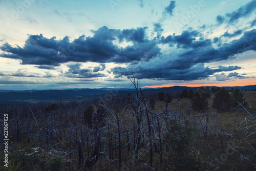 Landscape with dead forest ...