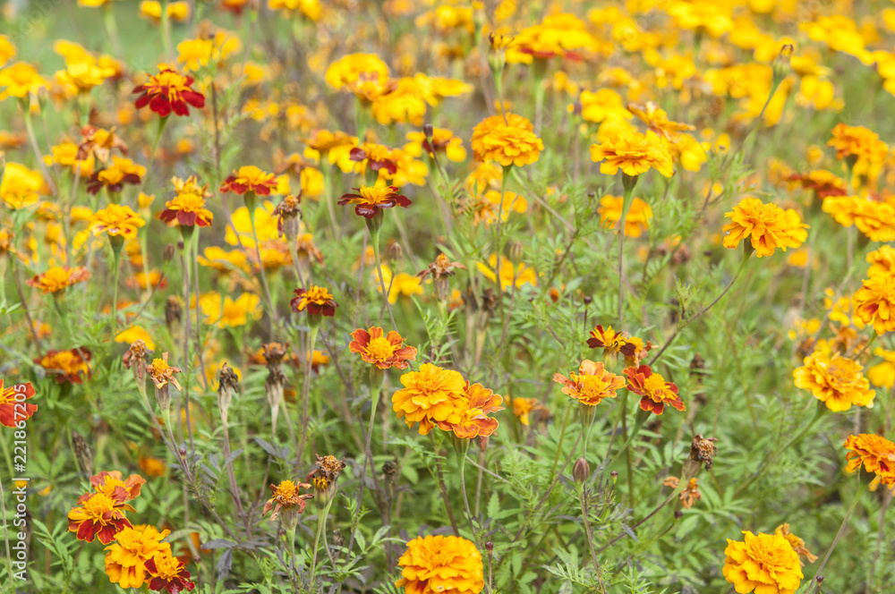 Colorful flowers in garden