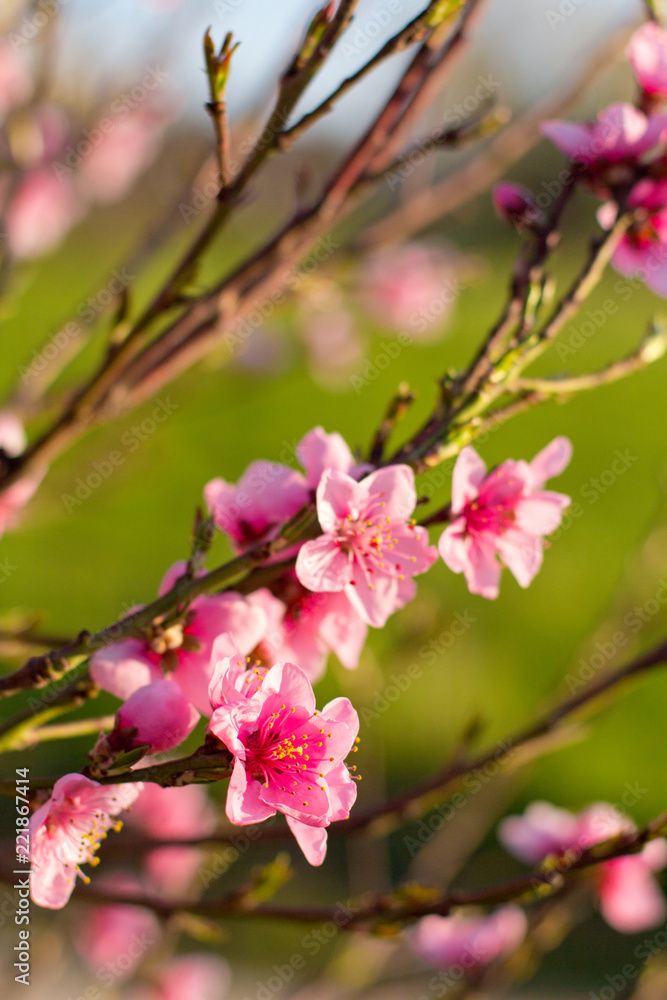 beautiful spring flowers pink cherry blossoms in garden outdor, green background