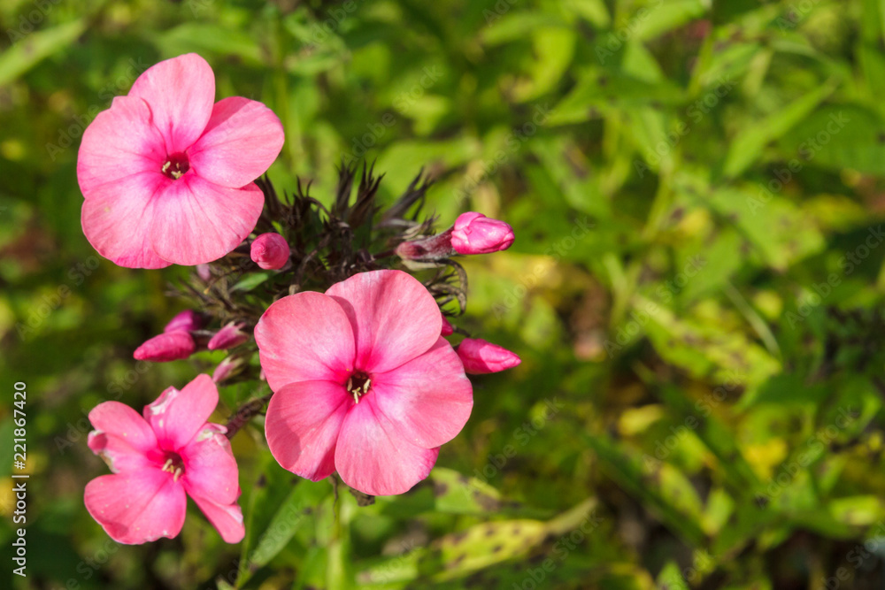 Pink beautiful flowers in the garden in summer in Sunny weather Pink beautiful flowers in the garden in summer in Sunny weather