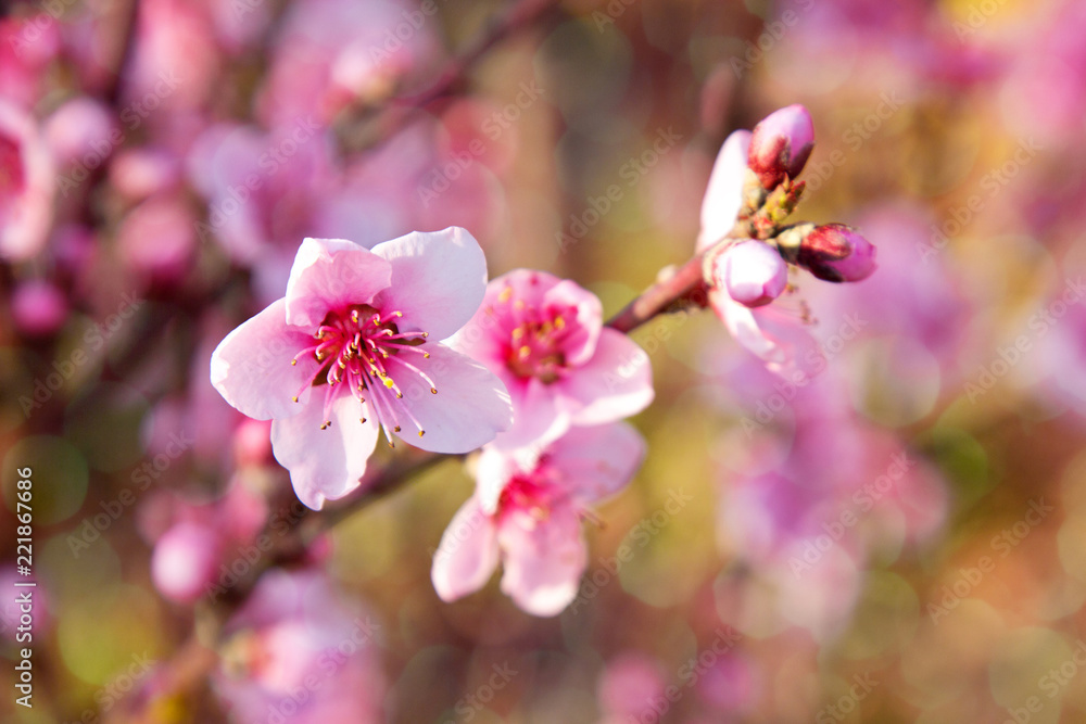 Fototapeta premium beautiful spring flowers pink cherry blossoms in sunny garden outdor, green background