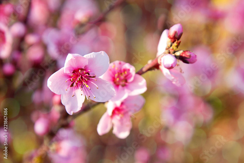 beautiful spring flowers pink cherry blossoms in sunny garden outdor, green background