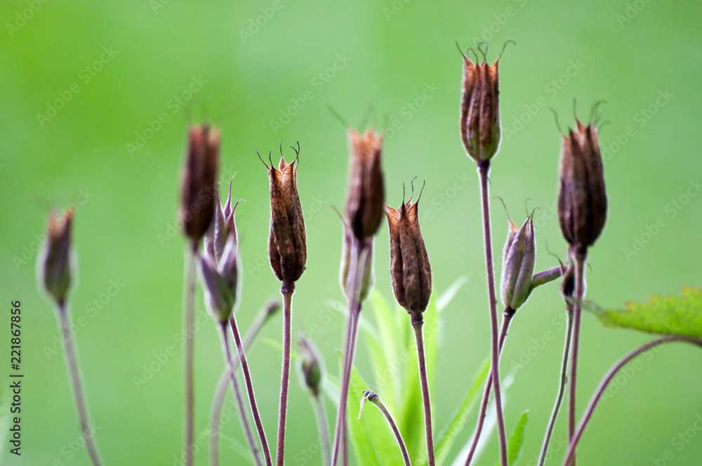 Brown wildflowers/plants blooming on meadow against green background Brown wildflowers/plants blooming on meadow against green background