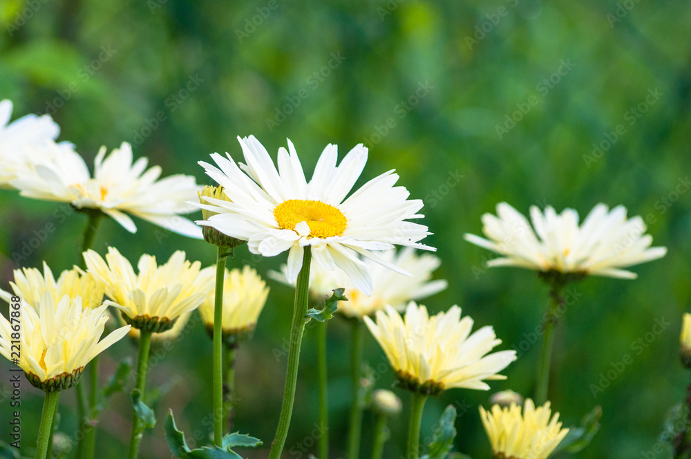 Daisies blossoming on meadow towards sun Daisies blossoming on meadow towards sun