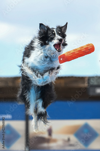 Border collie about to grab an orange bumper in mid air while dock diving photo