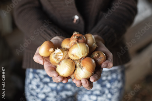 Unpeeled onion in a dirty women's the hands of the gardener. Organic vegetables.Crop of vegetables.