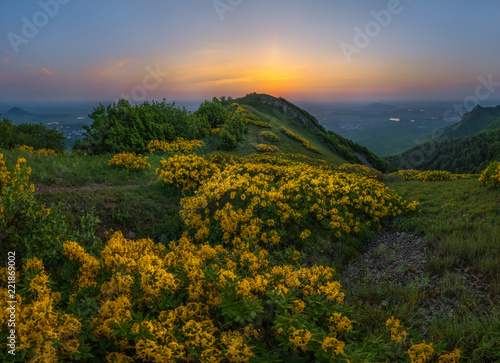 Summer dawn with yellow flowers. Rhododendron yellow in the mountains. Blossoming rhododendron on Mount Beshtau.