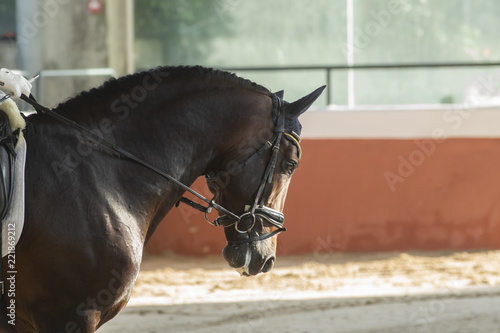 Caballo español (PRE) en una competición de caballos jovenes