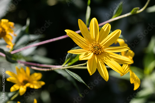 Εκτύπωση καμβά yellow Jerusalem artichoke flowers