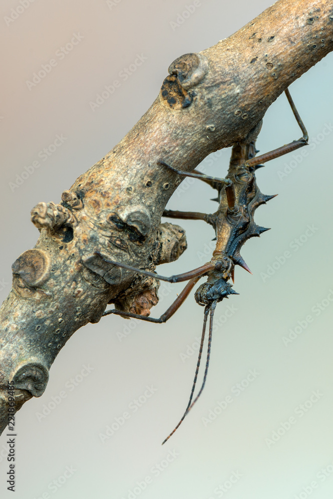 stick insect - Epidares nolimetangere stick insect - Epidares nolimetangere