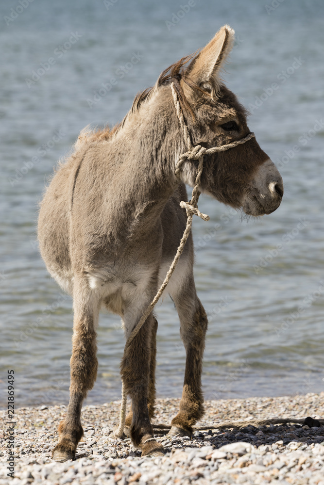 Young gray donkey trots along the shore of Song Kul lake in Kyrgyzstan Young gray donkey trots along the shore of Song Kul lake in Kyrgyzstan