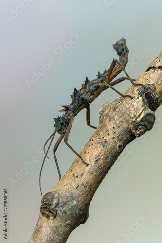 stick insect - Epidares nolimetangere