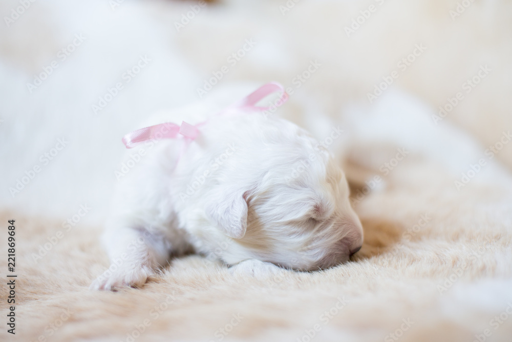 Portrait of one week old maremma puppy sleeping on the cow's fur. Sweet white pup looks like a bear Portrait of one week old maremma puppy sleeping on the cow's fur. Sweet white pup looks like a bear