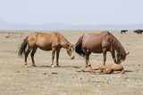 Two horses with their foals lying down at the Song Kul lake in Kyrgyzstan