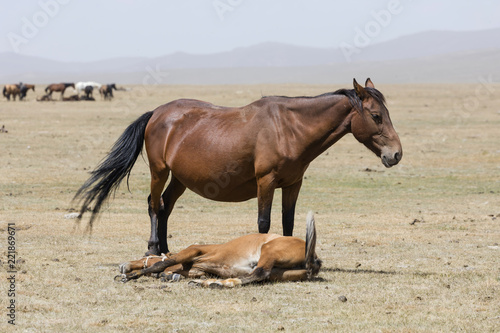 A female horse with her foal lying down near Song Kul lake in Kyrgyzstan