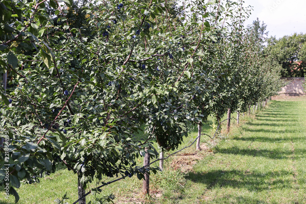 Prune trees with ripe fruits in the garden Prune trees with ripe fruits in the garden