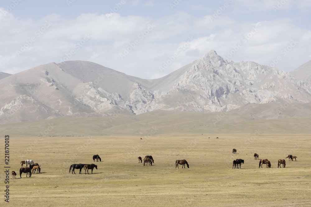 A herd of horses peacefully grazes in the steppe at Song Kul Lake in Kyrgyzstan