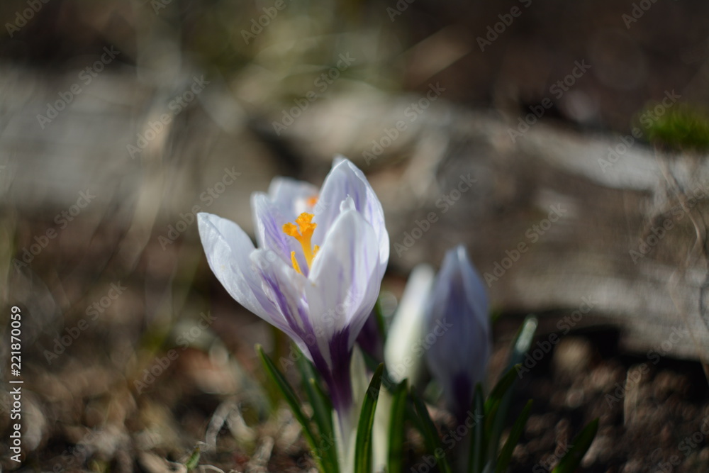 Fototapeta premium Magic crocus