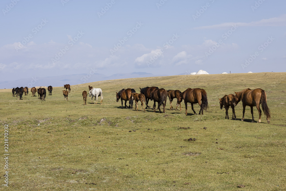A herd of horses runs through the steppe at Song Kul Lake in Kyrgyzstan A herd of horses runs through the steppe at Song Kul Lake in Kyrgyzstan