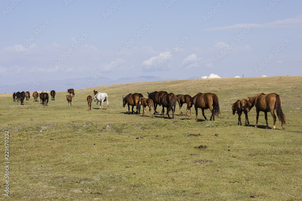 A herd of horses runs through the steppe at Song Kul Lake in Kyrgyzstan