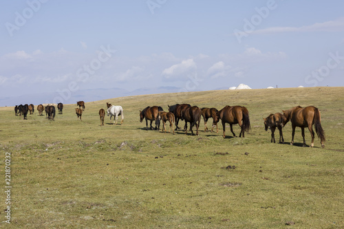 A herd of horses runs through the steppe at Song Kul Lake in Kyrgyzstan © Fredy Thürig