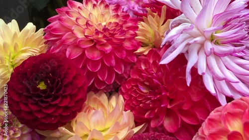 Colorful dahlia flowers