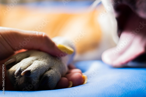Tableau sur toile Woman gently caresses her dog