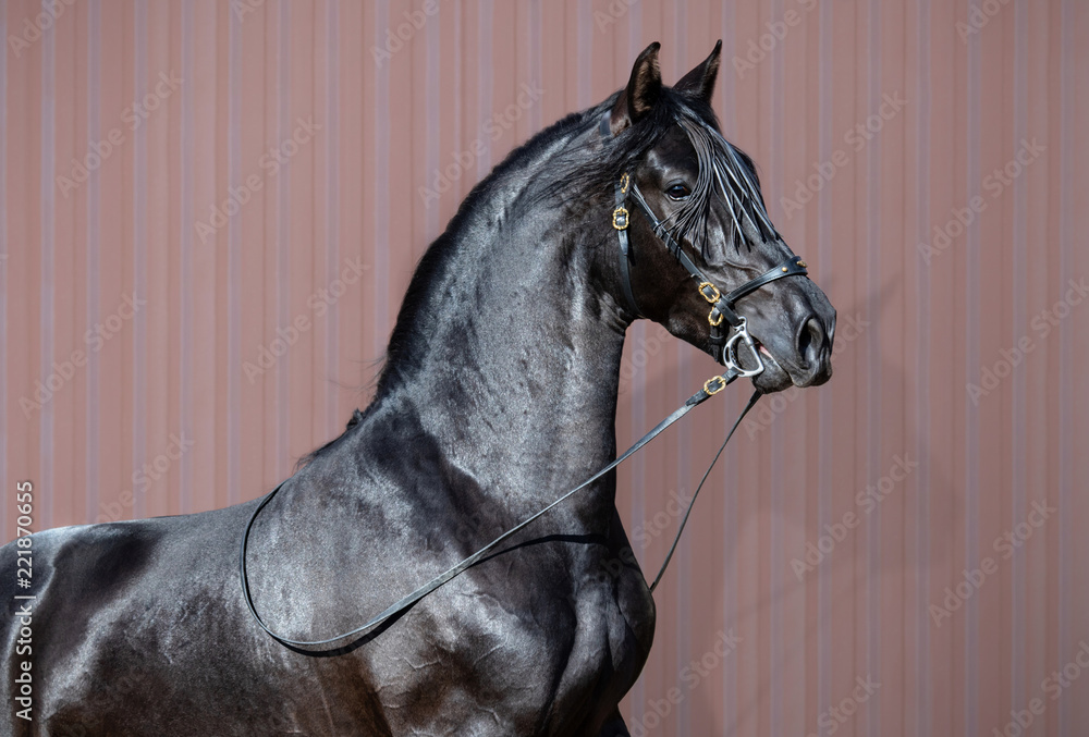 Fototapeta premium Portret czarny Hiszpański koń.