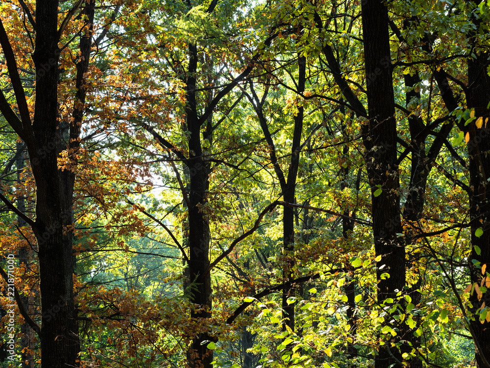 trees in forest in sunny day in autumn