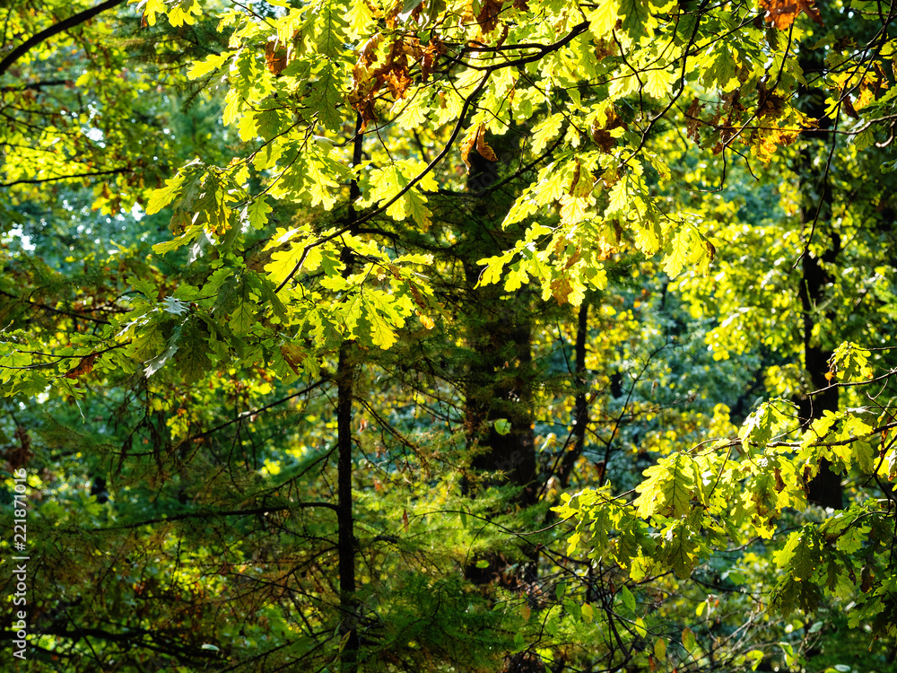 oak branch illuminated by sun and larch in forest oak branch illuminated by sun and larch in forest