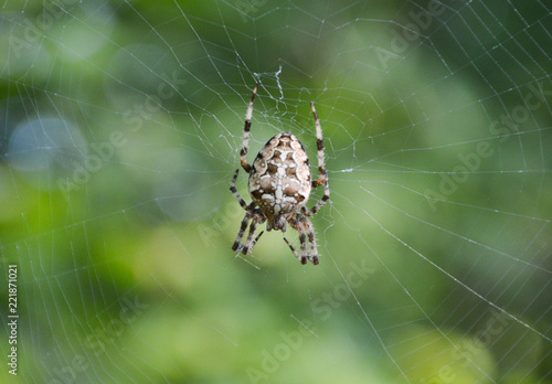 Spider in a web