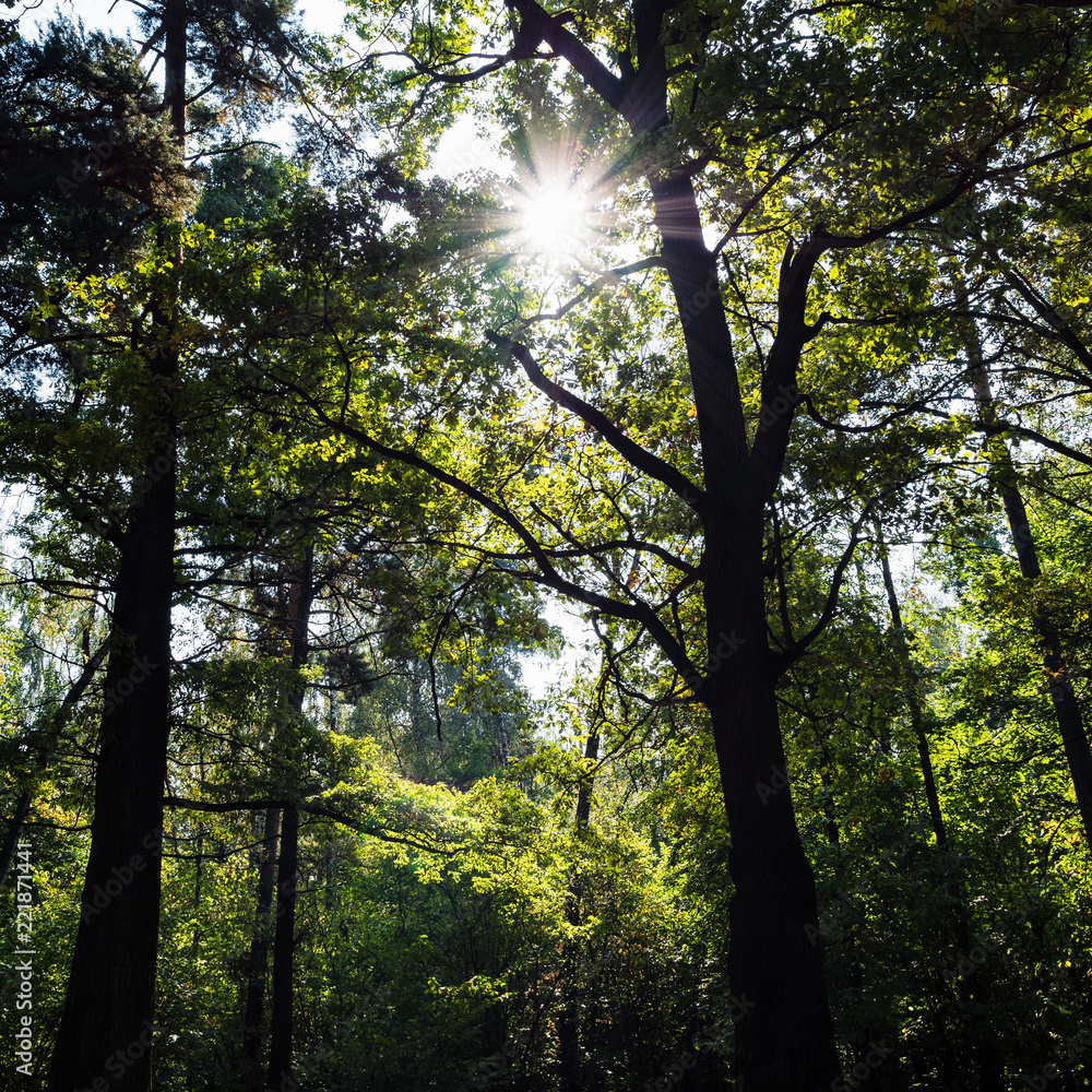 Obraz premium sun rays pass through crowns of trees in forest