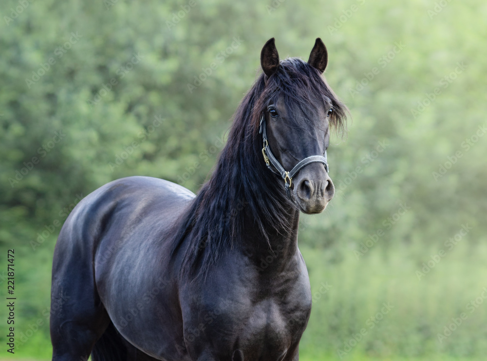 Obraz premium Portret zbliżenie czarny hiszpański koń.