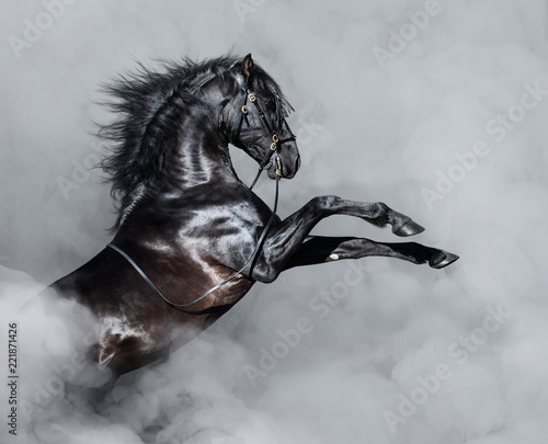 Fototapeta Naklejka Na Ścianę i Meble -  Black Andalusian horse rearing in smoke.