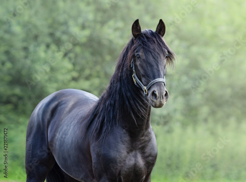 Portrait closeup of black Spanish horse.