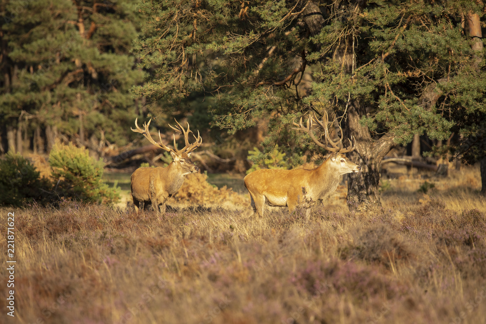 Deer, Red Deer