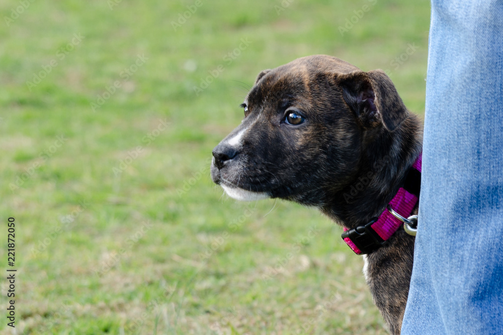 Puppy Terrier looking timidly out from behind owner's legs Puppy Terrier looking timidly out from behind owner's legs