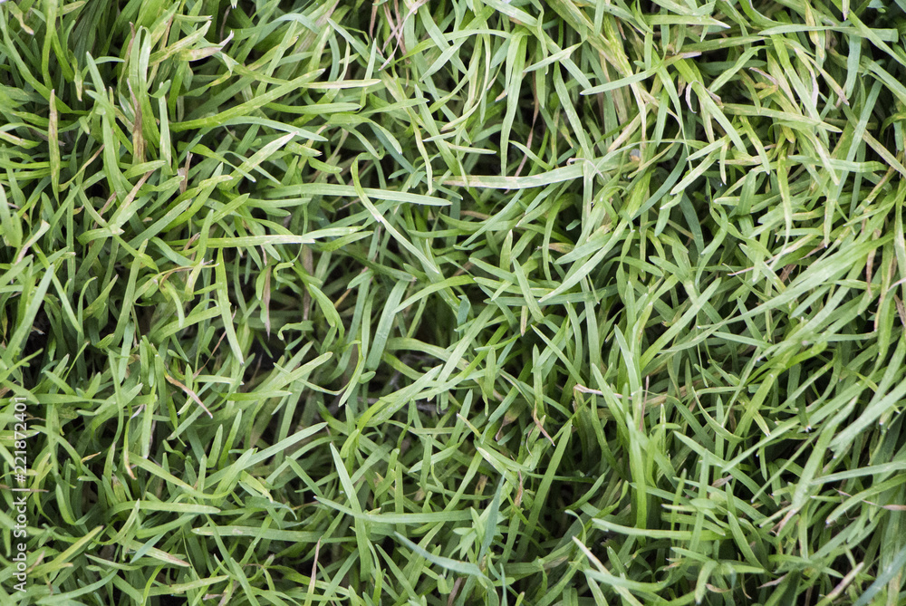 Green leaves foliage pattern, nature picture