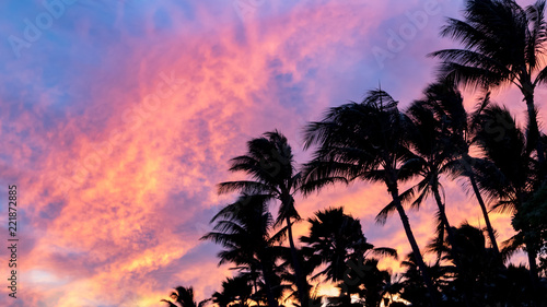 Palm tree silhouettes against colorful pink and blue sky background at sunset in tropical paradise