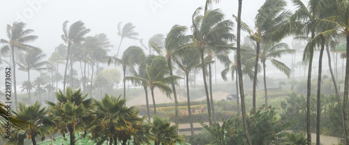 Palm trees blowing in the wind and rain as a hurricane approaches a tropical island coastline photo