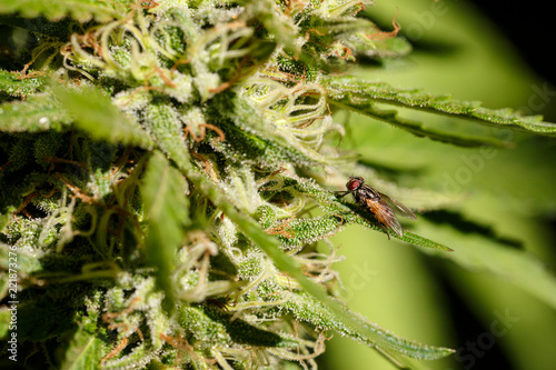 The fly buzz. Housefly sucking the THC rich trichomes of a cannabis plant bud almost ready to harvest © Alonso Aguilar