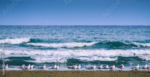 Seagulls in a row on the beach in Larnaca