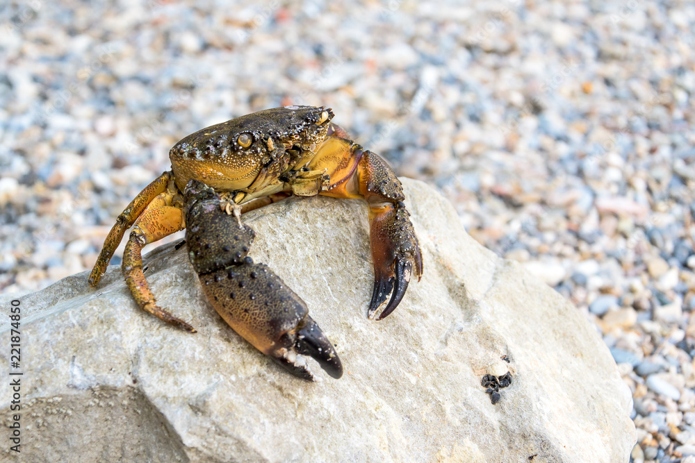 Crab sitting on a stone 