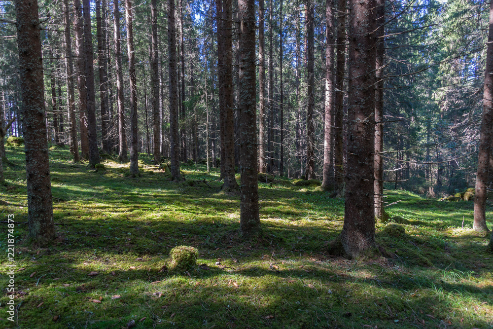 Lights in the forest