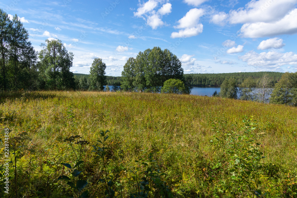 Fototapeta premium Anthill on a stump