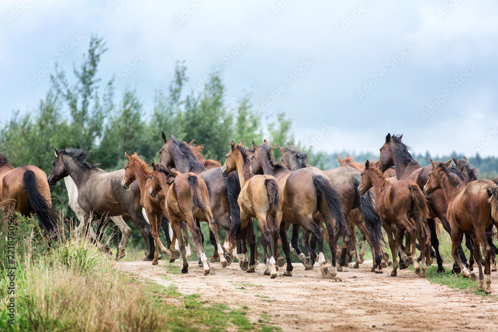 Herd of running horses on the pasture.