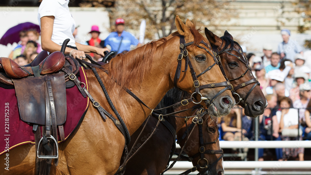 Horses in a bridle and harness, portrait close-up Horses in a bridle and harness, portrait close-up