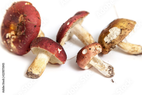 Group of mushrooms russula on white background